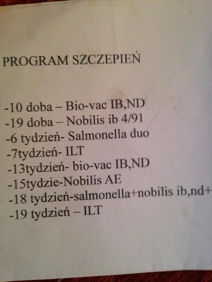 Kury nioski, odchowalnia drobiu, novogen classic, fermy drobiu — zdjęcie 4