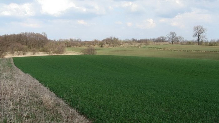 Sprzedam 7ha ziemii rolnej, warunki zabudowy — zdjęcie 5