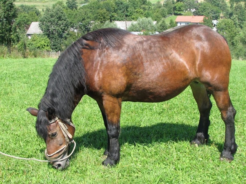 Sprzedam klacz, Podkarpacie