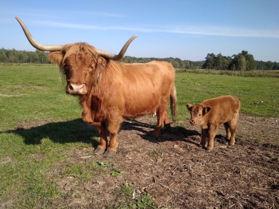 Highland Cattle Szkockie Górskie stado 14 matek, 2 byki zarodowe — zdjęcie 2
