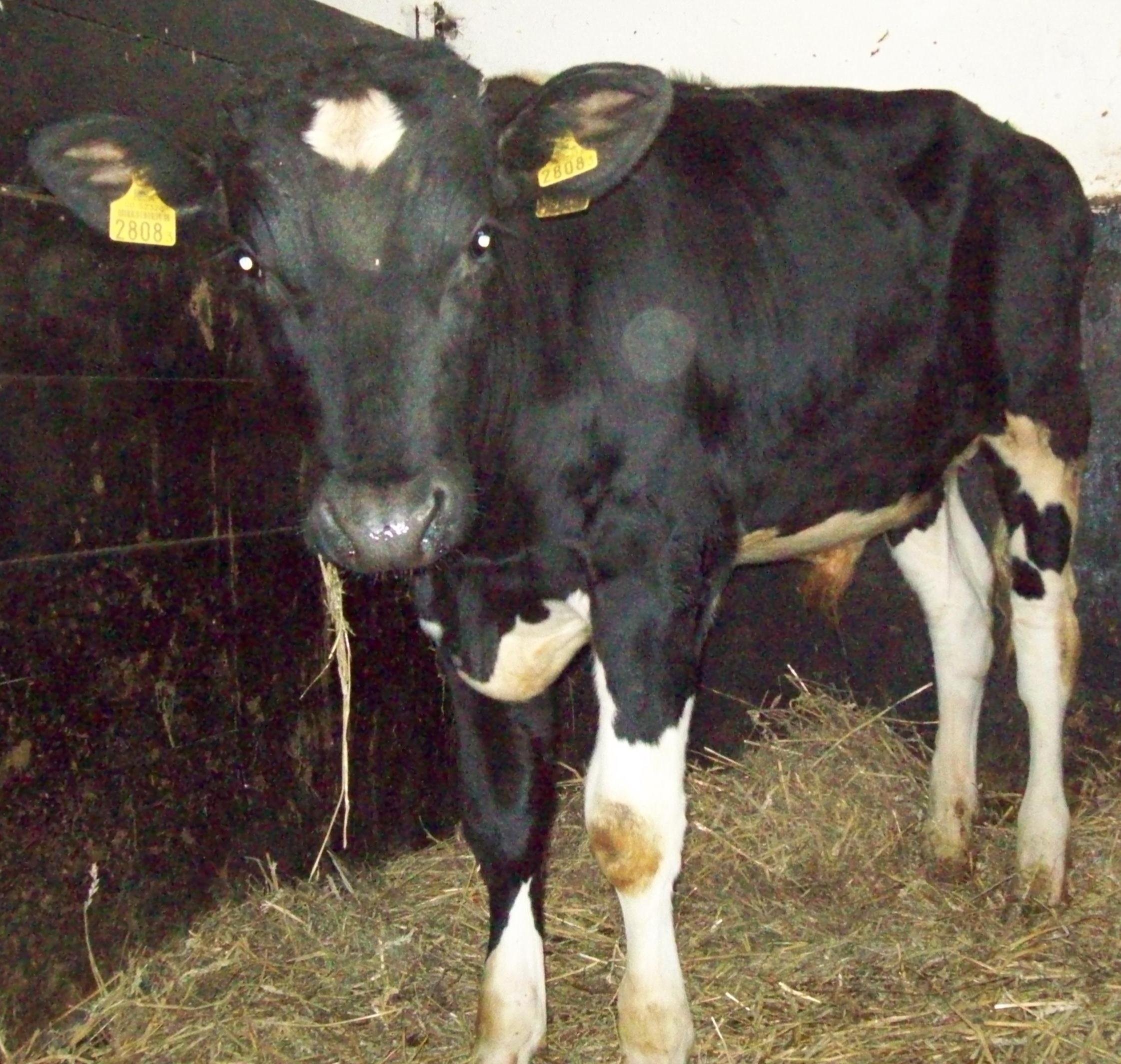 BUHAJE HODOWLANE RASY HF DO KRYCIA  NATURALNEGO
