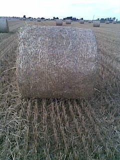 sprzedam słome w belach