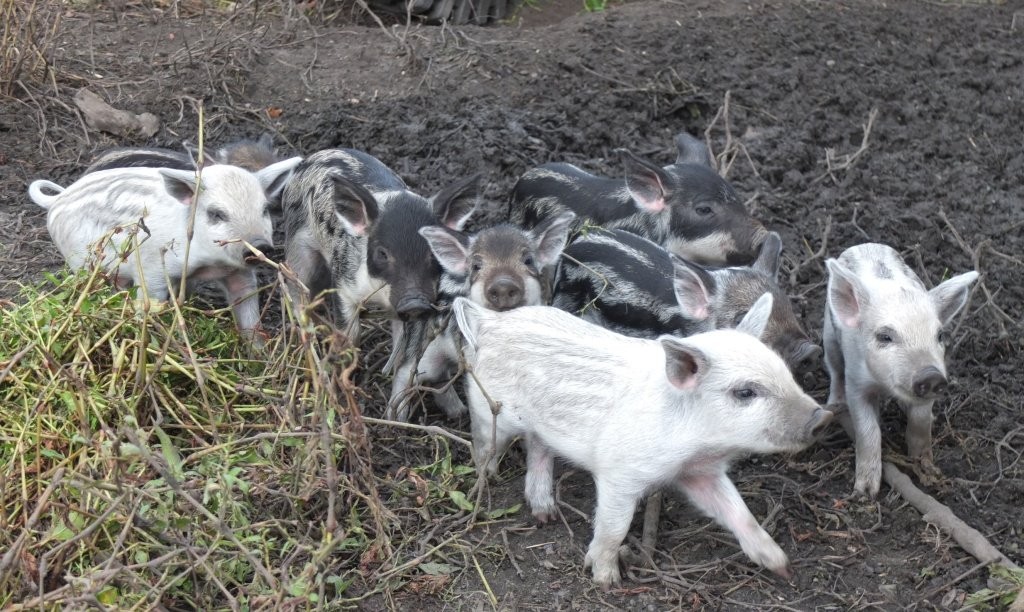 Prosięta Mangalica (Węgierska świnia pastwiskowa) — zdjęcie 1