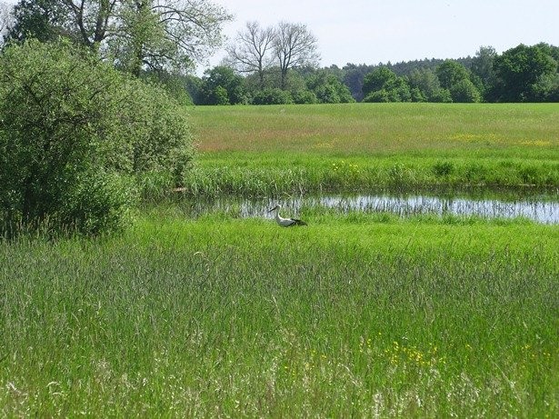 Ziemia rolna Marianowo 15,74ha i Wiechowo 7,22ha