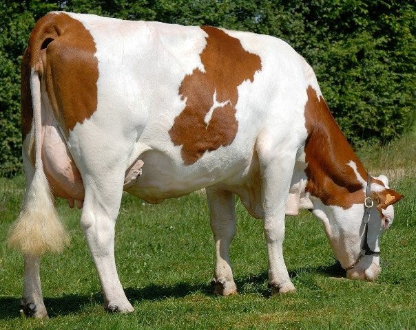 Krowa rasy montbeliarde