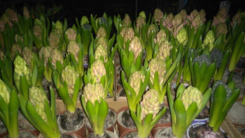 Producent sprzeda tulipany narcyze hiacynty - ceny hurtowe — zdjęcie 1