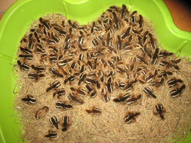kurczaki zielononóżki, zielononóżka, pisklęta — zdjęcie 2