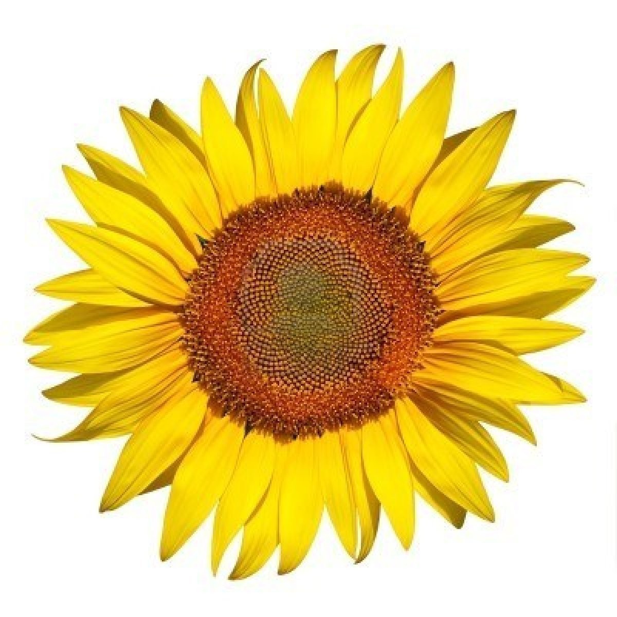 Sonnenblumenöl