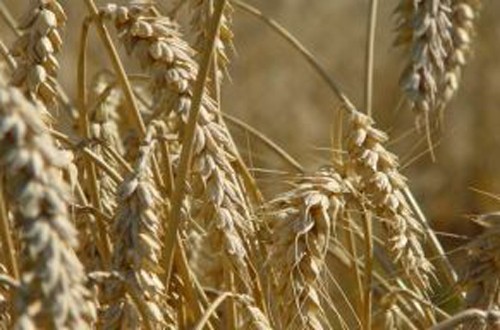 Kupię Pszenicę Jęczmień Pszenżyto i inne żboża i nie tylko