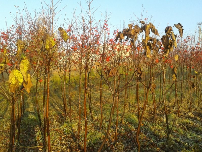 Jarząb szwedzki - Sorbus intermedia — zdjęcie 2