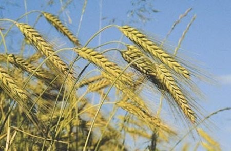 Zakupie jeczmien