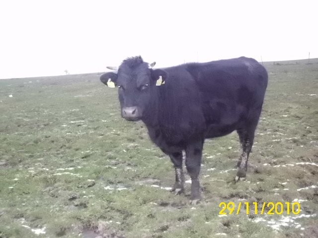 Sprzedam Jałówki — zdjęcie 2