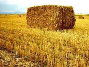 Kupię słomę dobrej jakości w dużej kostce