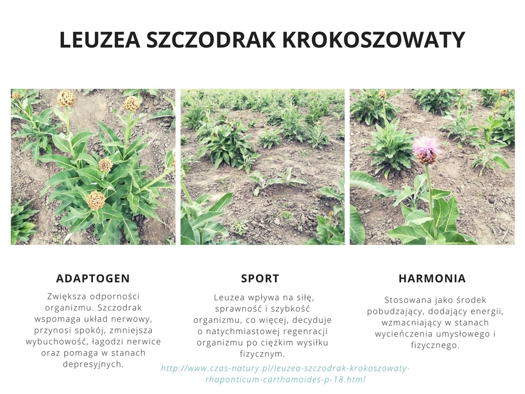 Lezuea Szczodrak krokoszowaty — zdjęcie 1