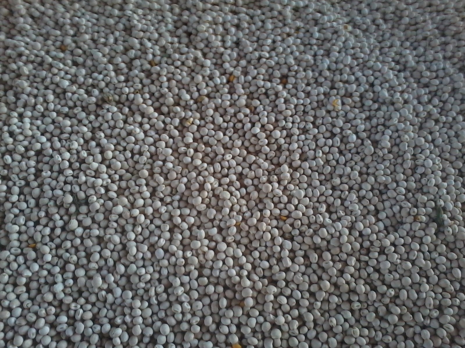Sprzedam łubin wąskolistny kalif — zdjęcie 2