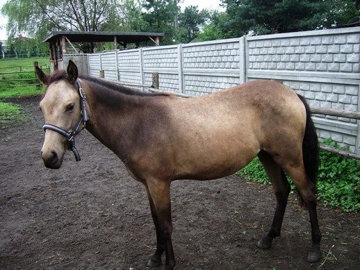 Klacze Felińskie — zdjęcie 3
