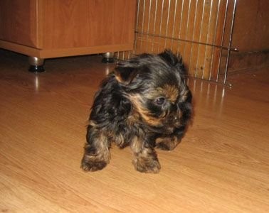 YORKSHIRE TERRIER MINI — zdjęcie 1