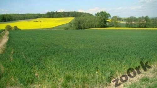 SPZREDAM DZIAŁKĘ POD ELEKTROWNIĘ WIATROWĄ — zdjęcie 2