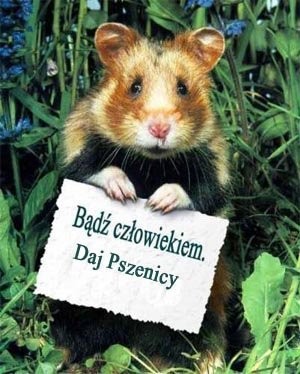 Kupię każde zboże w ilościach min 23t
