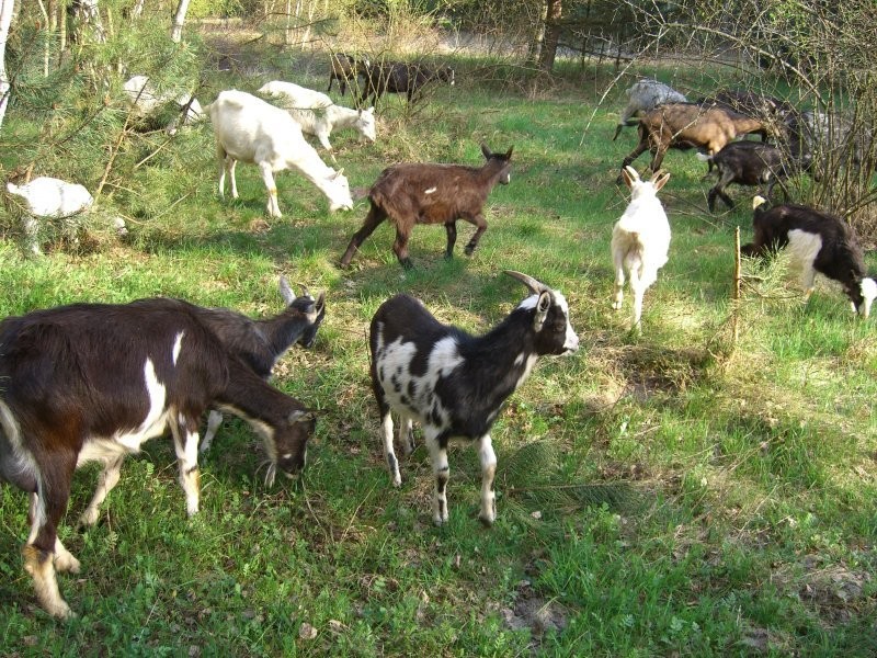stadko koz zamienie na zrebaka