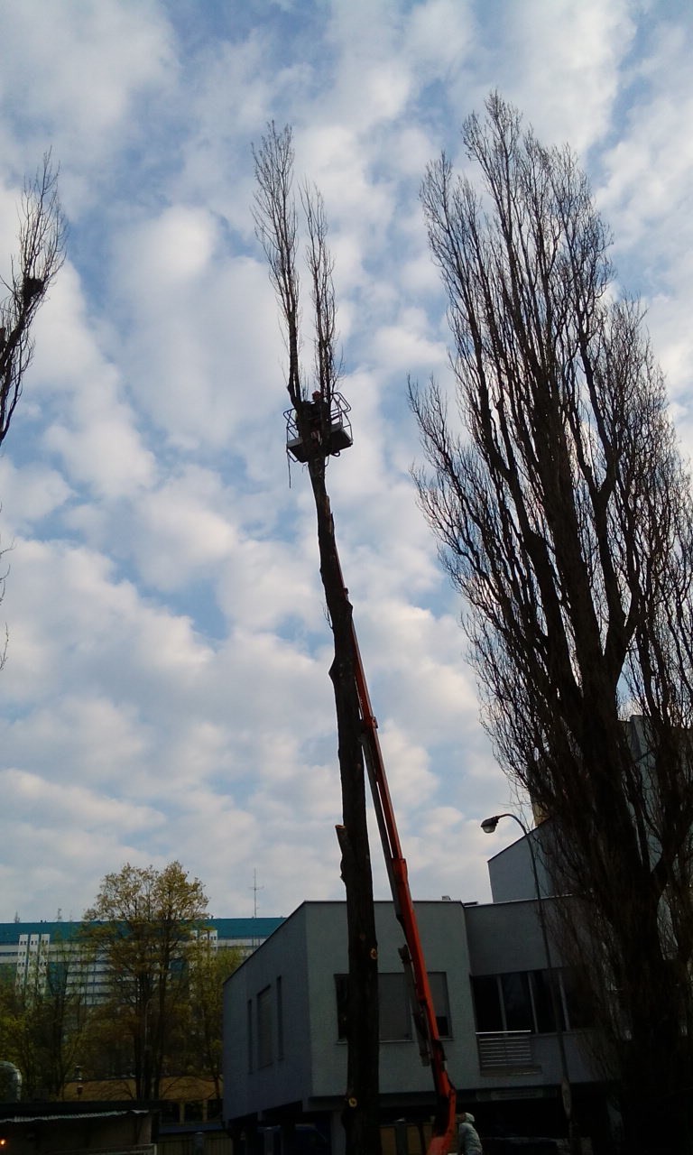 Karczowanie pni, karpy, wyrywanie, Wycinanie Drzew F-Vat — zdjęcie 6