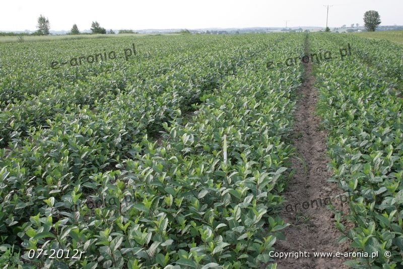Aronia sadzonki aronii czarnoowocowej — zdjęcie 1
