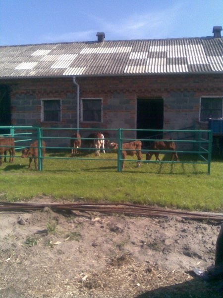 Cielaki — zdjęcie 3