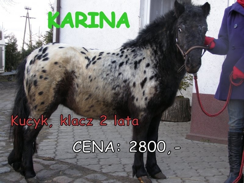 kucyki  od 850zł  i stanówka ogierkami tarantem i — zdjęcie 1