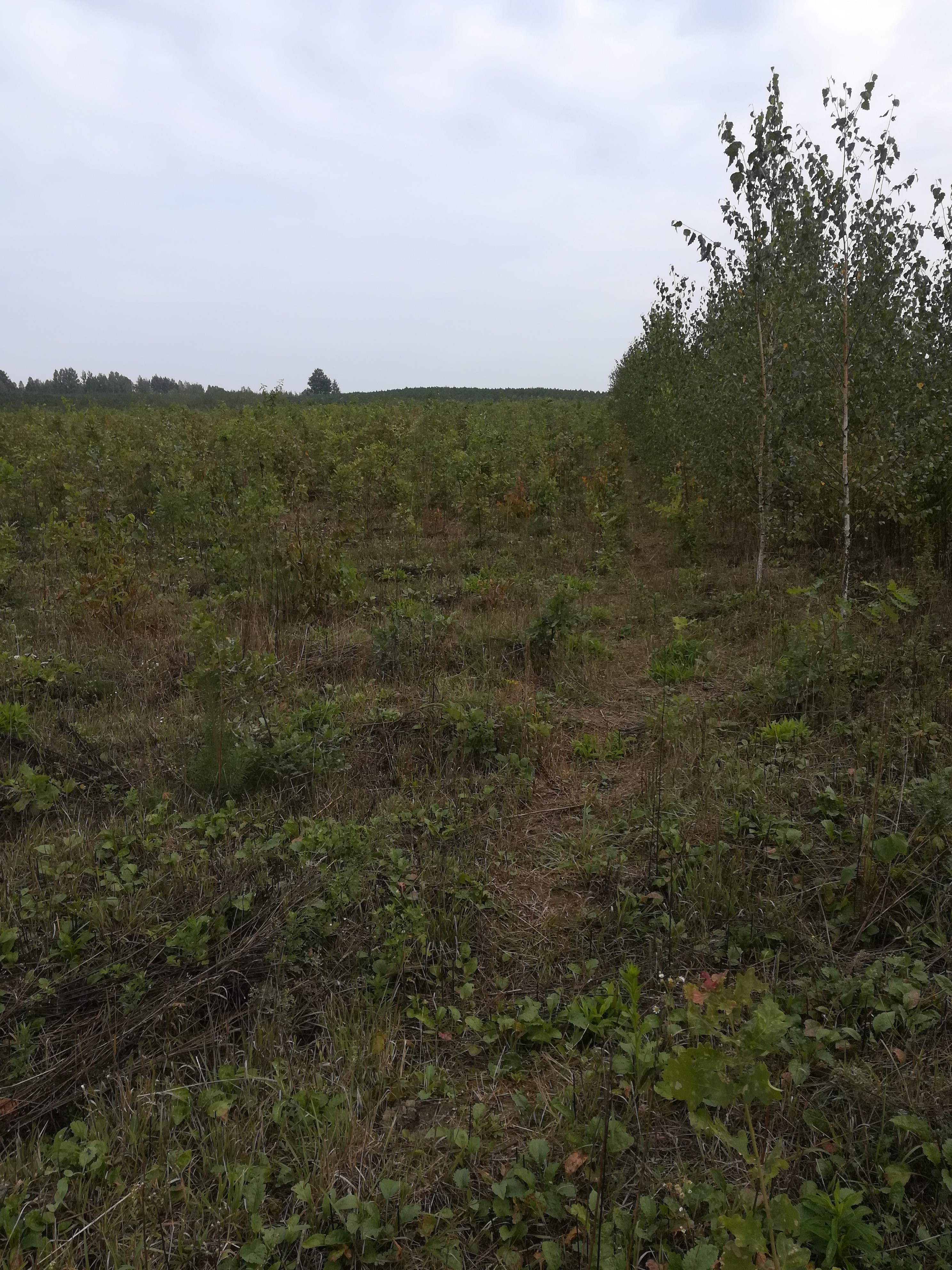 Sprzedam las z dopłatami z Unii 17,3 Ha — zdjęcie 5
