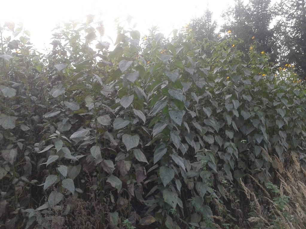 TOPINAMBUR