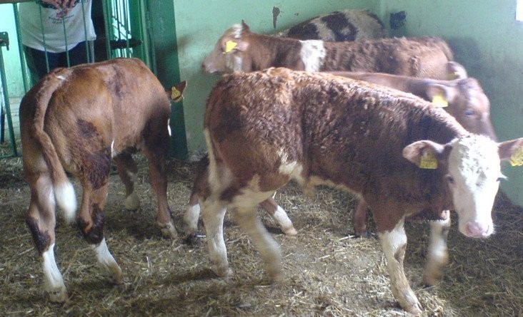 simental simentaler byk byczek byczki — zdjęcie 6