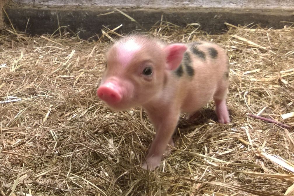 1,1 ha z pozwoleniem na 237,5 DJP