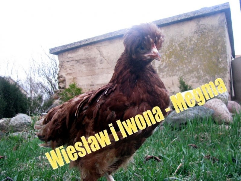 Sprzedam kury nioski, kaczki, brojlery, koguty — zdjęcie 2