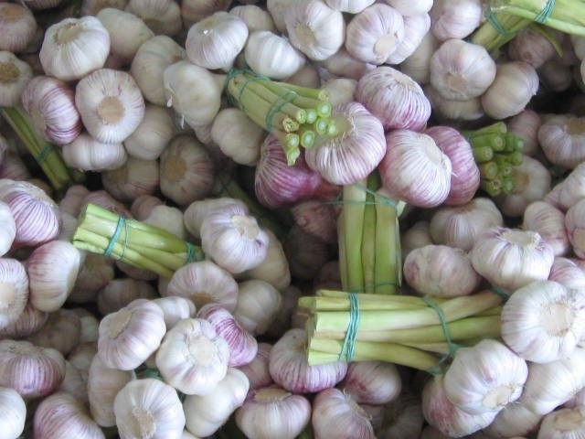Sprzedam pęczki czosnku — zdjęcie 2