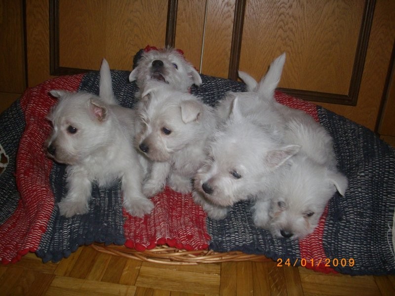 WEST HIGHLAND WHITE TERRIER — zdjęcie 1