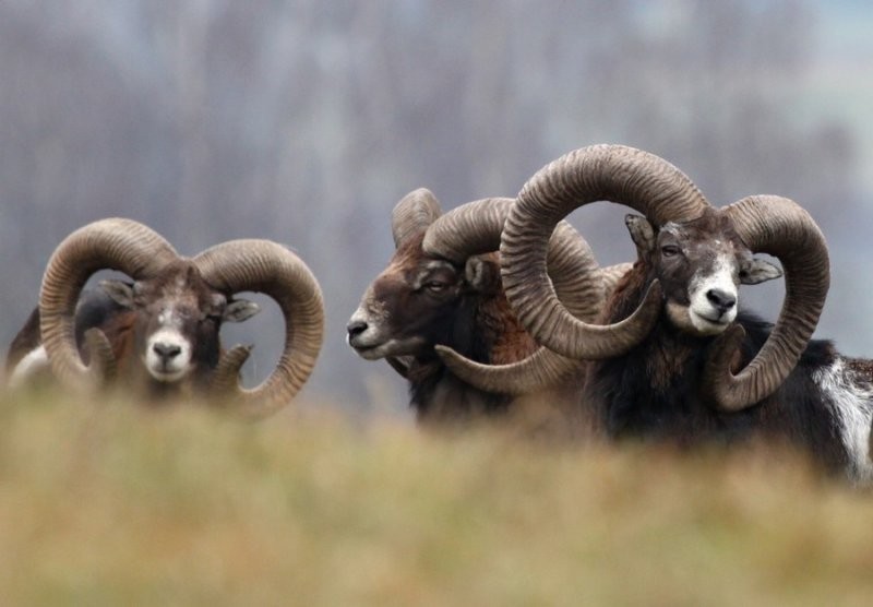 Mufflons ram — zdjęcie 2