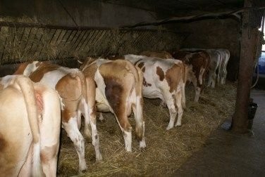 KROWY I JAŁÓWKI ZACIELONE ORAZ NA ZACIELENIE — zdjęcie 2