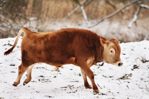 SPRZEDAM KROWY RASY JERSEY — zdjęcie 1