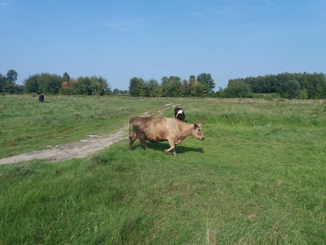 Krowy mleczne - sprzedam — zdjęcie 2