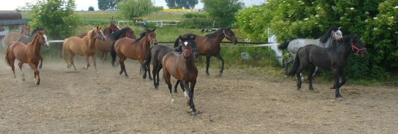 sprzedam konie- różne — zdjęcie 5