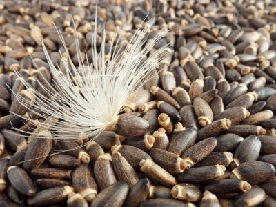 Mariendistel  Samen (Silybum Marianum seeds)