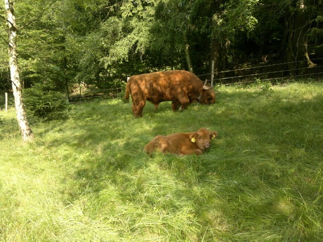 Jałówki i byki rasy Highland Cattle - Bydło Szkockie — zdjęcie 6