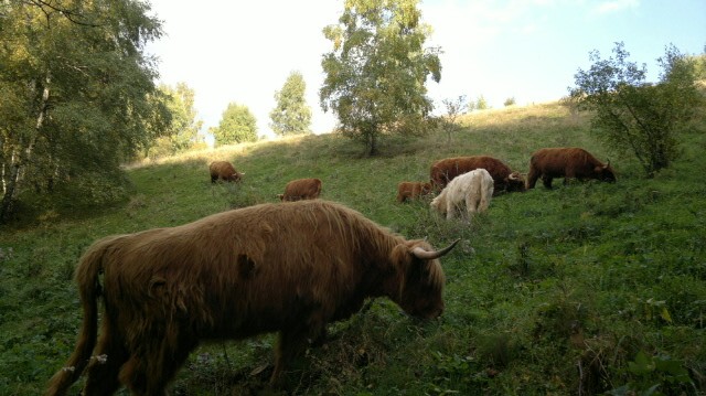 Jałówki i byki rasy Highland Cattle - Bydło Szkockie — zdjęcie 2