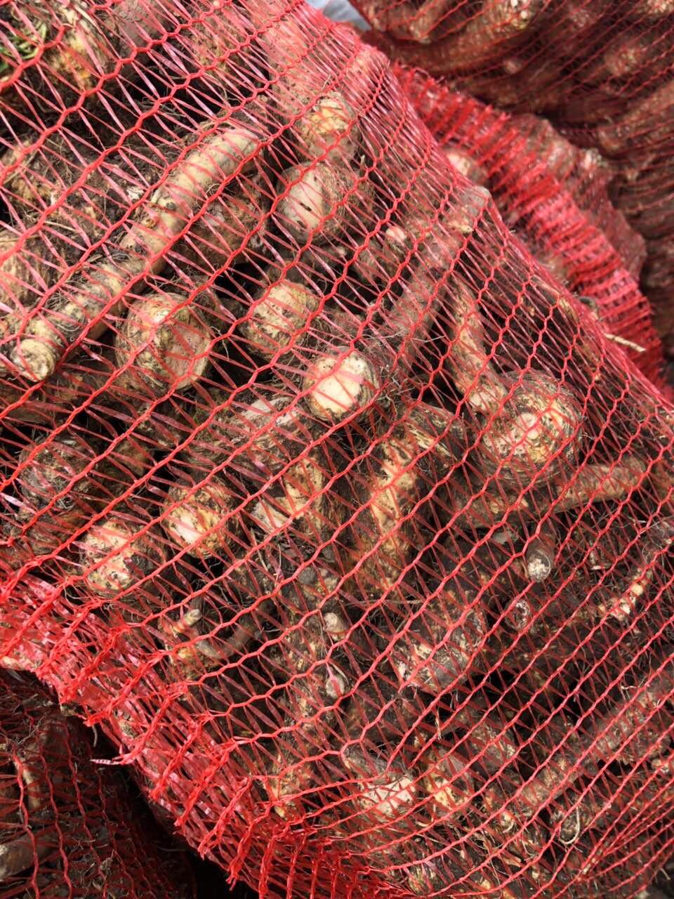 Sprzedam Świeży korzeń chrzanu. Najlepsza cena 2019.  — zdjęcie 2