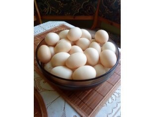 SPRZEDAM JAJA 2PL ŚCIÓŁKOWE I ROSSY — zdjęcie 1