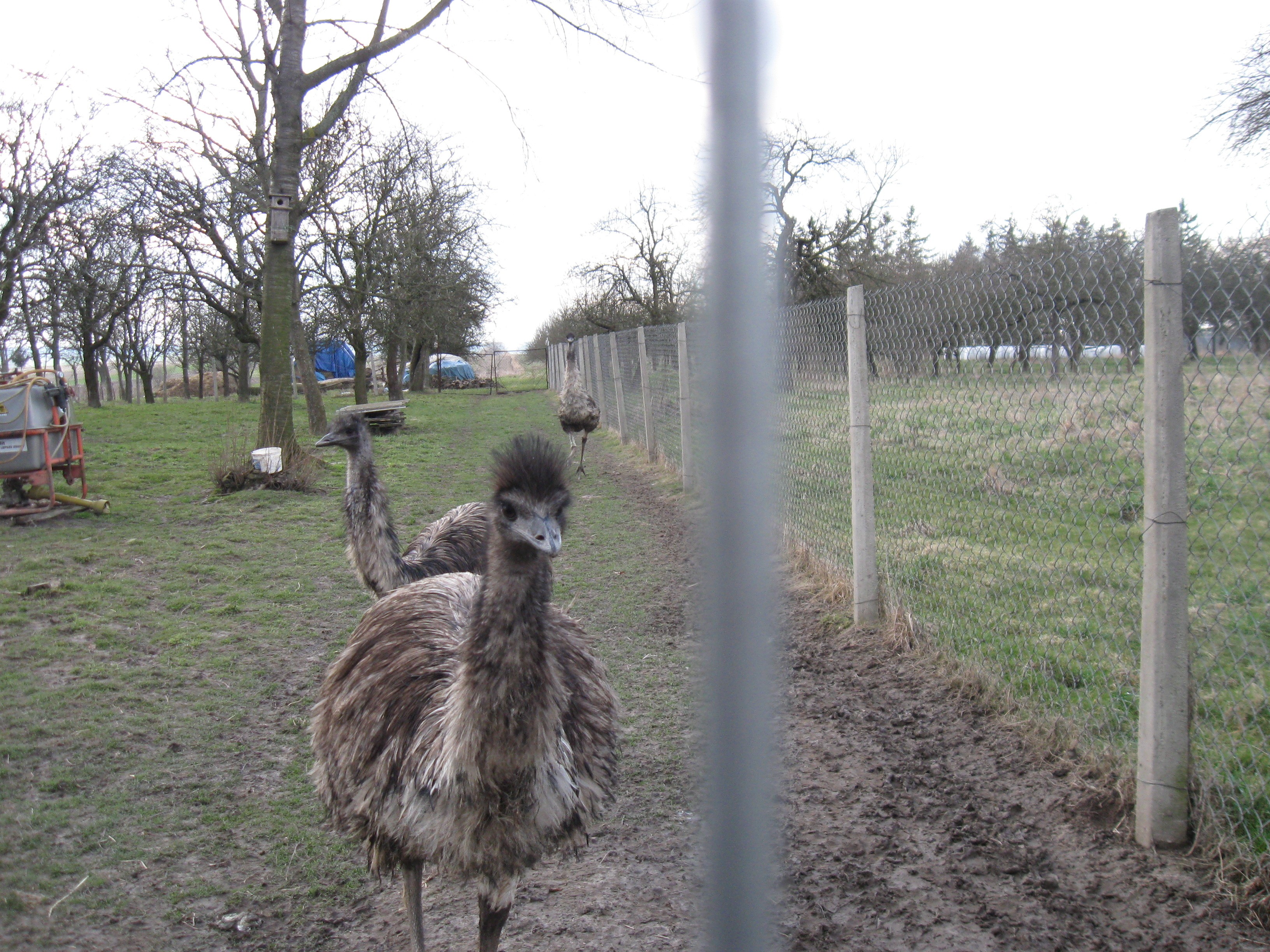 Sprzedam strusie  EMU