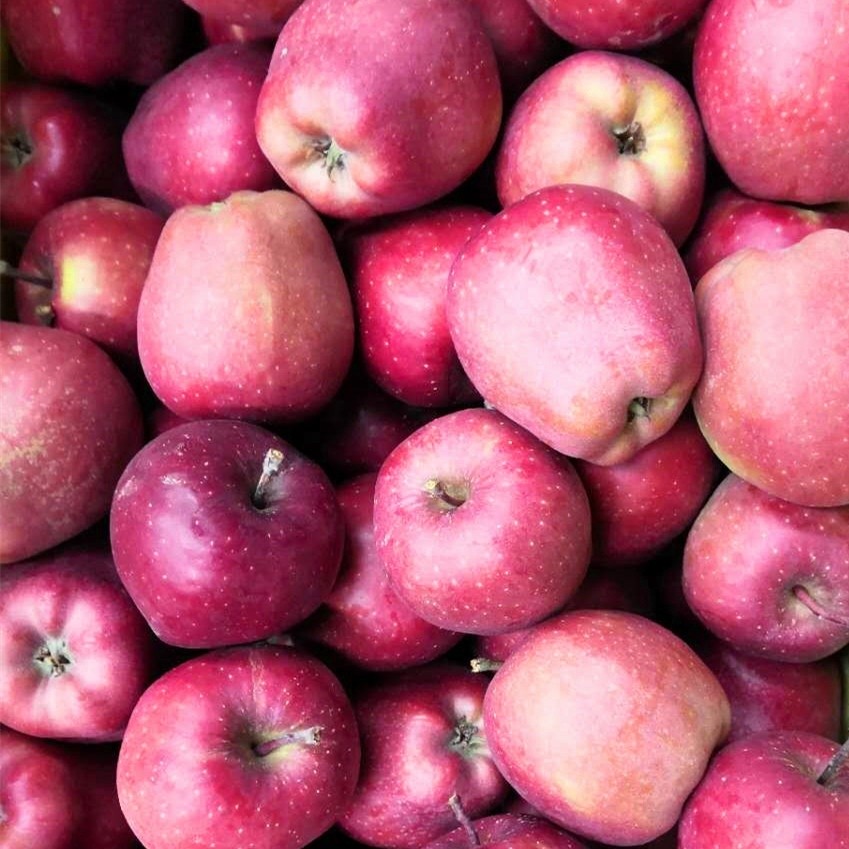 Wholesale Fresh Mango,Red star apples — zdjęcie 2