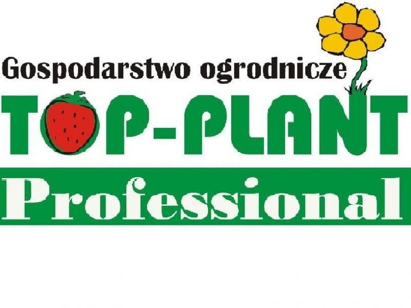 PRYMULA, BRATEK, PELARGONIA, SURFINIA, BEGONIA, NIECIERPEK I WIELE INN — zdjęcie 1