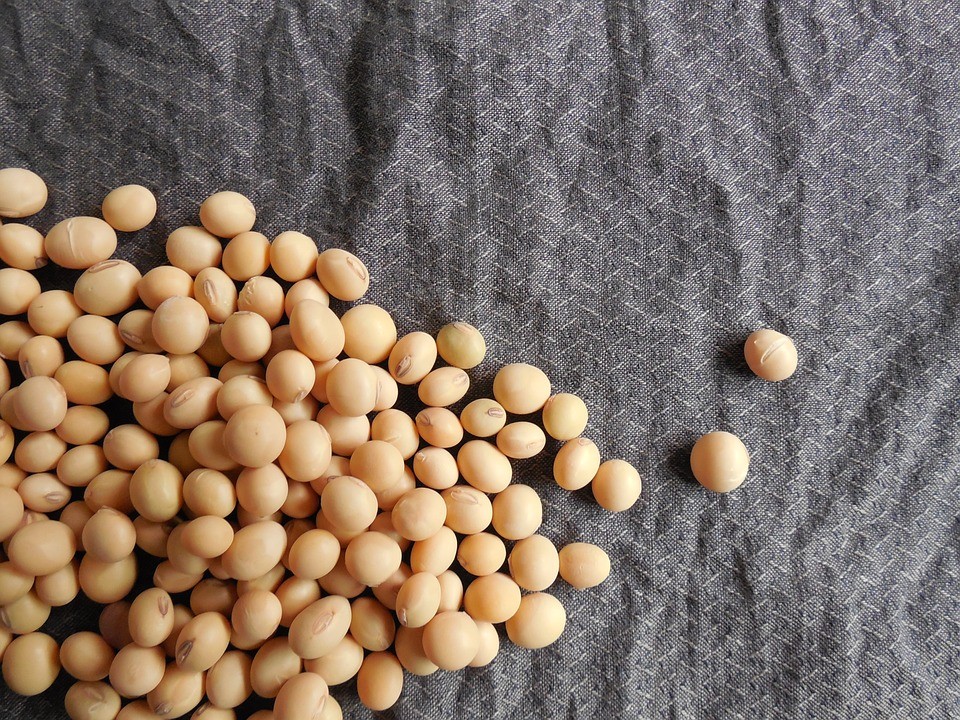 Soja  protein 38%