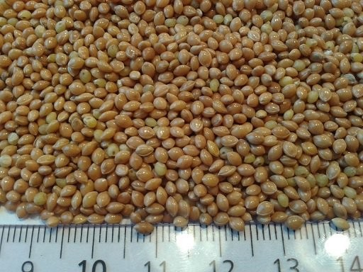millet for sale